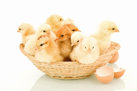 simsearch:400-04621574,k - A basketful of fluffy yellow spring chickens - isolated with reflection Stock Photo - Budget Royalty-Free & Subscription, Code: 400-04316031