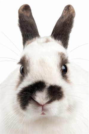 simsearch:400-06797181,k - white rabbit with blask spots Stock Photo - Budget Royalty-Free & Subscription, Code: 400-04316319