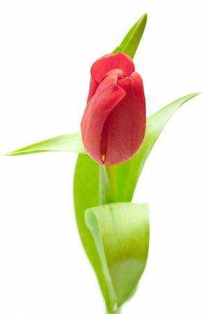 simsearch:400-04340566,k - one red tulip isolated on white Photographie de stock - Aubaine LD & Abonnement, Code: 400-04316324