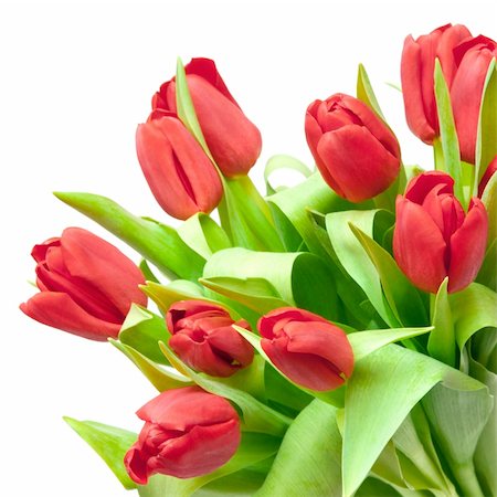simsearch:400-04340566,k - red tulips isolated on white Photographie de stock - Aubaine LD & Abonnement, Code: 400-04316325
