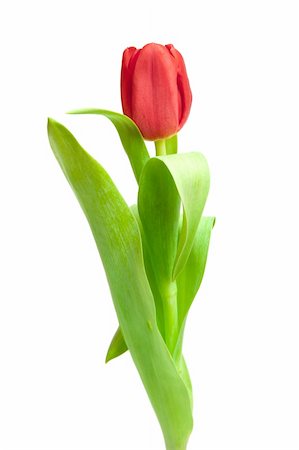 simsearch:400-04340566,k - one red tulip isolated on white Photographie de stock - Aubaine LD & Abonnement, Code: 400-04316320