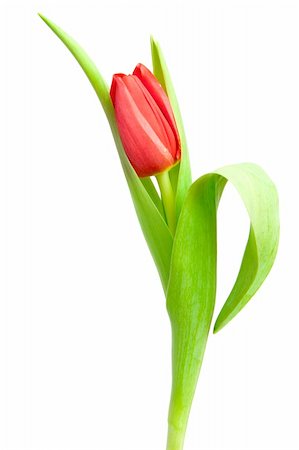 simsearch:400-04340566,k - one red tulip isolated on white Photographie de stock - Aubaine LD & Abonnement, Code: 400-04316321