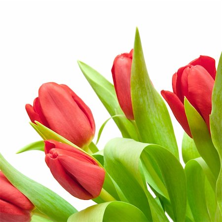 simsearch:400-04340566,k - red tulips isolated on white Stockbilder - Microstock & Abonnement, Bildnummer: 400-04316322