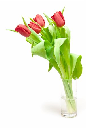 simsearch:400-05104344,k - tulips isolated on white Foto de stock - Super Valor sin royalties y Suscripción, Código: 400-04316323