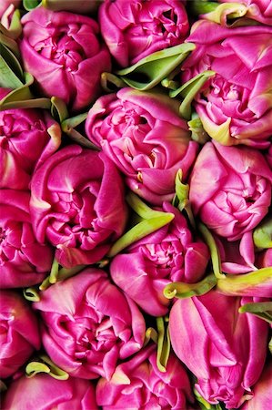 simsearch:400-04340566,k - beautiful pink double tulips, background, Photographie de stock - Aubaine LD & Abonnement, Code: 400-04316332
