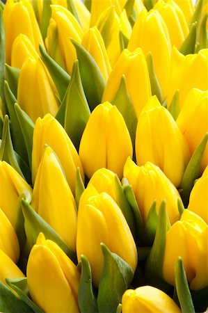 beautiful yellow tulips, big bouquet Stock Photo - Budget Royalty-Free & Subscription, Code: 400-04316333