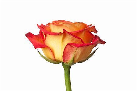 single red rose bud - rose Stock Photo - Budget Royalty-Free & Subscription, Code: 400-04316343