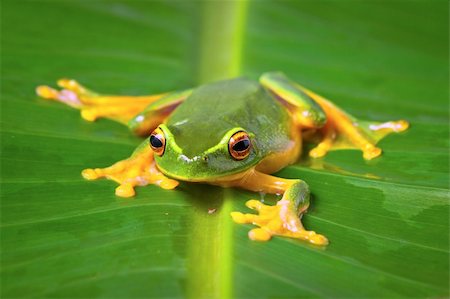 simsearch:400-07621766,k - Beautiful Orange thighed tree frog, Litoria zanthomera, sitting on a leaf looking at camera Stockbilder - Microstock & Abonnement, Bildnummer: 400-04316394
