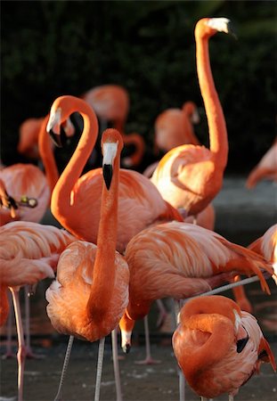 Flamingo on a decline. A portrait of group of pink flamingos against a dark background in decline beams. Foto de stock - Super Valor sin royalties y Suscripción, Código: 400-04316481