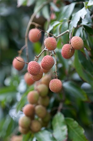 simsearch:400-04294971,k - Clusters of ripe fruit of Litchi Photographie de stock - Aubaine LD & Abonnement, Code: 400-04316614