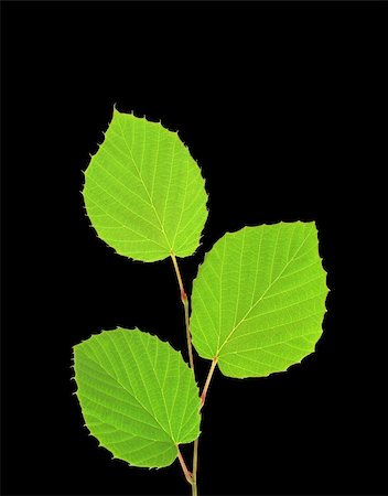 simsearch:400-07984864,k - Green leaves isolated on black Stockbilder - Microstock & Abonnement, Bildnummer: 400-04316620