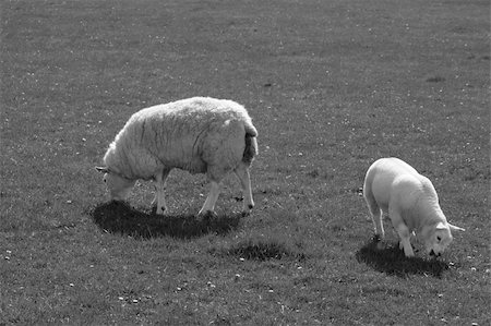 simsearch:400-05684520,k - sheep and lamb grazing on grass in ireland in black and white Stock Photo - Budget Royalty-Free & Subscription, Code: 400-04316653
