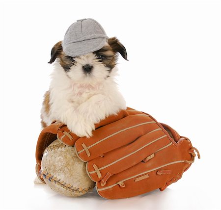 shiatsu - shih tzu puppy with baseball glove and ball with reflection on white background Stockbilder - Microstock & Abonnement, Bildnummer: 400-04316728