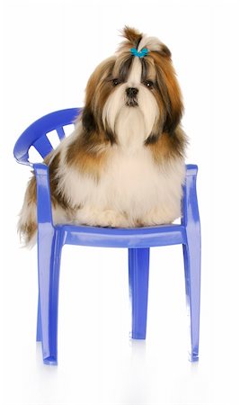 shiatsu - adorable shih tzu puppy sitting on blue chair with reflection on white background Stockbilder - Microstock & Abonnement, Bildnummer: 400-04316729