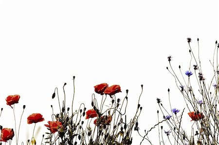 poppi castle - Field of Corn Poppy Flowers Papaver rhoeas in Spring isolated on white Photographie de stock - Aubaine LD & Abonnement, Code: 400-04316869