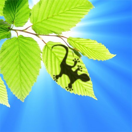 gecko shadow on green leaf texture showing nature concept with copyspace Stock Photo - Budget Royalty-Free & Subscription, Code: 400-04316891