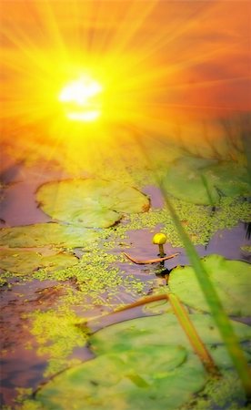 Yellow pond-lily (Nuphar lutea) on sunset Stock Photo - Budget Royalty-Free & Subscription, Code: 400-04316938