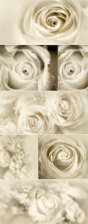 simsearch:400-05104344,k - Roses Collage from photos in sepia Foto de stock - Super Valor sin royalties y Suscripción, Código: 400-04316941