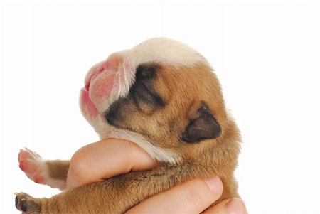 newborn puppy - one week old english bulldog puppy Foto de stock - Super Valor sin royalties y Suscripción, Código: 400-04317244