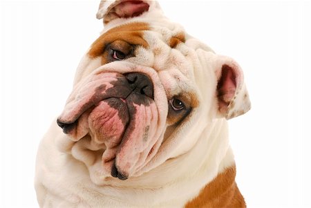 simsearch:400-04227801,k - english bulldog head portrait on white background Stockbilder - Microstock & Abonnement, Bildnummer: 400-04317354