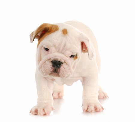 simsearch:400-08192678,k - english bulldog puppy standing on white background - eight weeks old Foto de stock - Super Valor sin royalties y Suscripción, Código: 400-04317408
