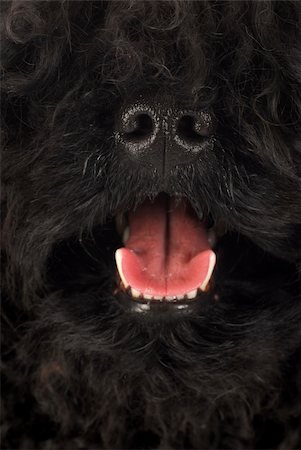 simsearch:640-03263361,k - dog panting - corded puli panting - hungarian herding dog Stock Photo - Budget Royalty-Free & Subscription, Code: 400-04317438