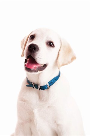 Beautiful portrait of a labrador retriever puppy with a blue dog-collar, isolated on white Stock Photo - Budget Royalty-Free & Subscription, Code: 400-04317575