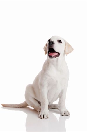 simsearch:400-04303358,k - Beautiful labrador retriever cream puppy isolated on white background Stockbilder - Microstock & Abonnement, Bildnummer: 400-04317572
