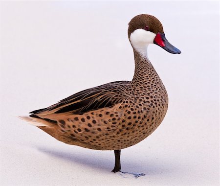 White-cheeked pintail or Bahama Duck on white sandy beach on St Thomas in US Virgin Islands Foto de stock - Royalty-Free Super Valor e Assinatura, Número: 400-04317717