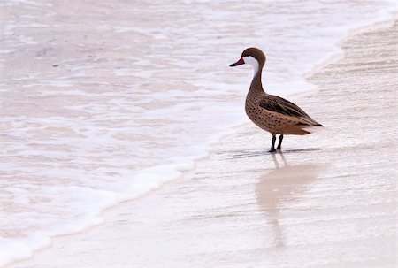 White-cheeked pintail or Bahama Duck on white sandy beach on St Thomas in US Virgin Islands Foto de stock - Royalty-Free Super Valor e Assinatura, Número: 400-04317720