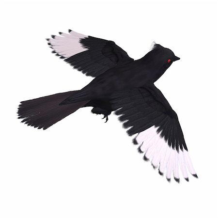 simsearch:400-04793730,k - Bird Phainopepla. 3D rendering with clipping path and shadow over white Foto de stock - Royalty-Free Super Valor e Assinatura, Número: 400-04317771