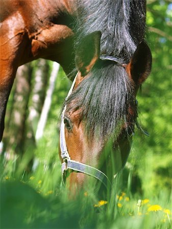 portrait of bay horse .outdoor sunny day Foto de stock - Super Valor sin royalties y Suscripción, Código: 400-04317966