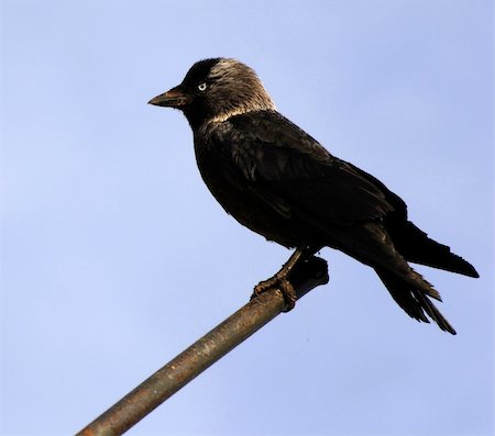 simsearch:400-03987330,k - The Jackdaw (Corvus monedula), sometimes known as the Eurasian Jackdaw, European Jackdaw, Western Jackdaw, or formerly simply the daw. Stockbilder - Microstock & Abonnement, Bildnummer: 400-04318231