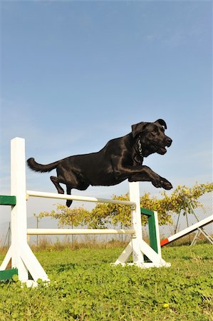 simsearch:400-06881275,k - purebred labrador retriever jumping in a training of agility Photographie de stock - Aubaine LD & Abonnement, Code: 400-04318326
