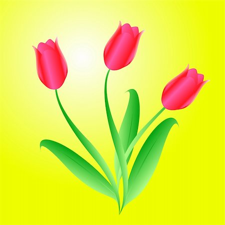 flowers in growing clip art - Vector bouquet from three beautiful tulips Stock Photo - Budget Royalty-Free & Subscription, Code: 400-04318419