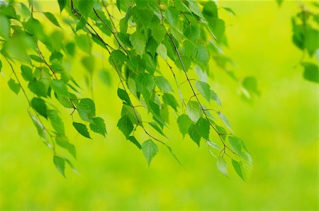 simsearch:400-04344268,k - green leaves foliage at springtime outside in the nature Stock Photo - Budget Royalty-Free & Subscription, Code: 400-04318786