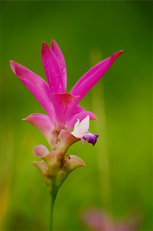 simsearch:400-05097850,k - Siam Tulip Flower in Thailand Stockbilder - Microstock & Abonnement, Bildnummer: 400-04319157