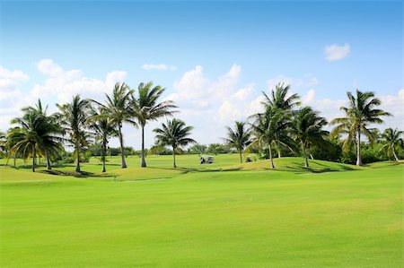 golf course tropical palm trees in Mexico Stockbilder - Microstock & Abonnement, Bildnummer: 400-04319321