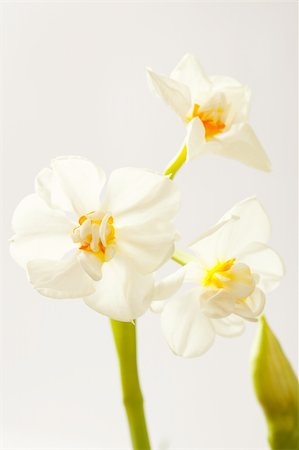 Close-up of fresh spring daffodils. Studio shot. Photographie de stock - Aubaine LD & Abonnement, Code: 400-04319540