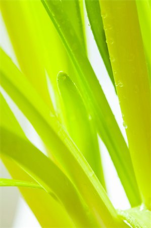 dew drops on green stem - Close-up of green leaves with water droplets Stock Photo - Budget Royalty-Free & Subscription, Code: 400-04319541