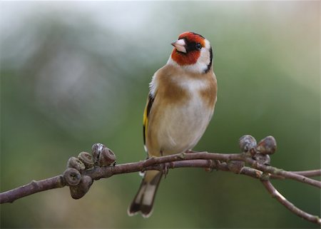 red bird feathers - Portrait of a male Goldfinch Stock Photo - Budget Royalty-Free & Subscription, Code: 400-04310032
