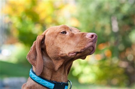 simsearch:400-04271926,k - A portrait of a female Vizsla dog with autumn leaves in the background. Stock Photo - Budget Royalty-Free & Subscription, Code: 400-04310129