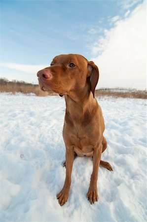 simsearch:400-04304605,k - A Vizsla dog (Hungarian pointer) sits in a snowy field in winter. Foto de stock - Royalty-Free Super Valor e Assinatura, Número: 400-04310131