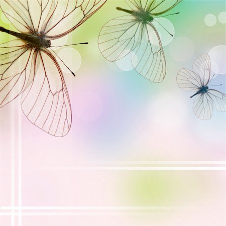 Beautiful  Background With Three Butterflies and bokeh (1 of set) Stock Photo - Budget Royalty-Free & Subscription, Code: 400-04310208
