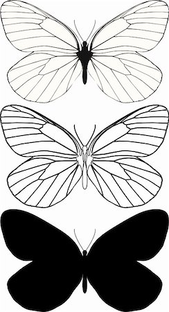 Detailed vector illustration of butterfly. Stock Photo - Budget Royalty-Free & Subscription, Code: 400-04310275