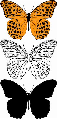 Detailed vector illustration of butterfly. Stock Photo - Budget Royalty-Free & Subscription, Code: 400-04310284