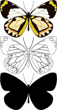 Detailed vector illustration of butterfly. Stock Photo - Budget Royalty-Free & Subscription, Code: 400-04310280