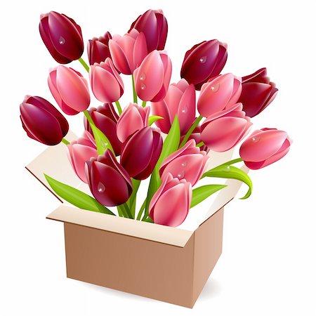 simsearch:400-04376653,k - Open box full of red and purple tulips Photographie de stock - Aubaine LD & Abonnement, Code: 400-04310351