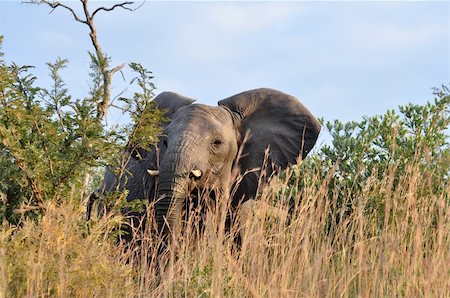 simsearch:400-04315148,k - African Elephant cow in South Africa in aggressive mood, indicating with her head movement that my presense is not appreciated and that she is about to attack. Stock Photo - Budget Royalty-Free & Subscription, Code: 400-04310567