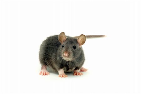 simsearch:400-04719873,k - funny rat  isolated on white background Stock Photo - Budget Royalty-Free & Subscription, Code: 400-04311081